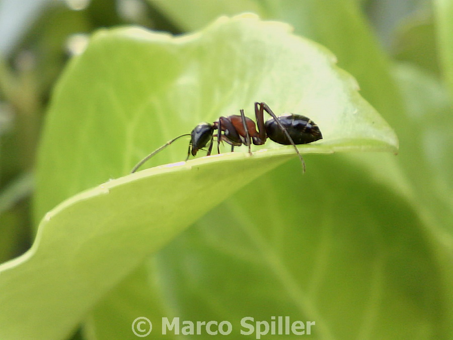 Grossa formica: Camponotus ???